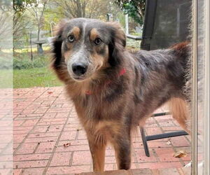 Australian Shepherd Dogs for adoption in garner, NC, USA