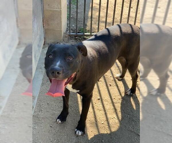 Medium Photo #2 American Pit Bull Terrier-Labrador Retriever Mix Puppy For Sale in Riverside, CA, USA