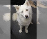 Small #3 Huskies  Mix