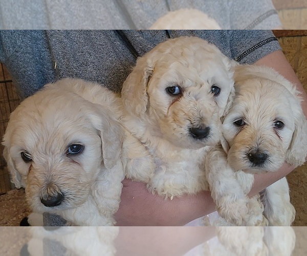 Medium Photo #1 Goldendoodle Puppy For Sale in WINSTON SALEM, NC, USA