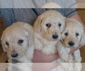 Goldendoodle Puppy for Sale in WINSTON SALEM, North Carolina USA