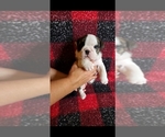 Small Photo #1 English Bulldog Puppy For Sale in SPANAWAY, WA, USA