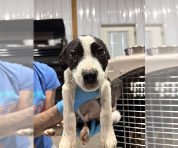 Medium Photo #2 Mutt Puppy For Sale in Bolivar, MO, USA