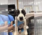 Small #1 Mutt