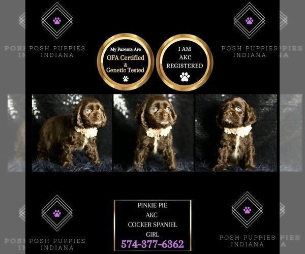 Medium Photo #71 Cocker Spaniel Puppy For Sale in WARSAW, IN, USA