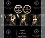 Small Photo #71 Cocker Spaniel Puppy For Sale in WARSAW, IN, USA