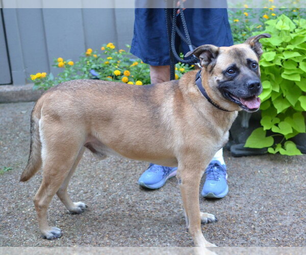 Medium Photo #4 German Shepherd Dog-Mastiff Mix Puppy For Sale in Enfield, CT, USA