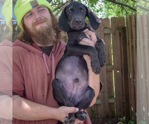 Medium Photo #4 Coonhound-Unknown Mix Puppy For Sale in Huntley, IL, USA