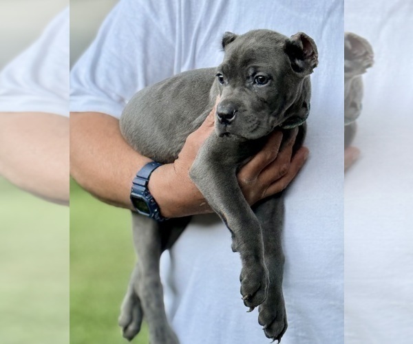 Medium Photo #9 Cane Corso Puppy For Sale in ANDERSON, IN, USA