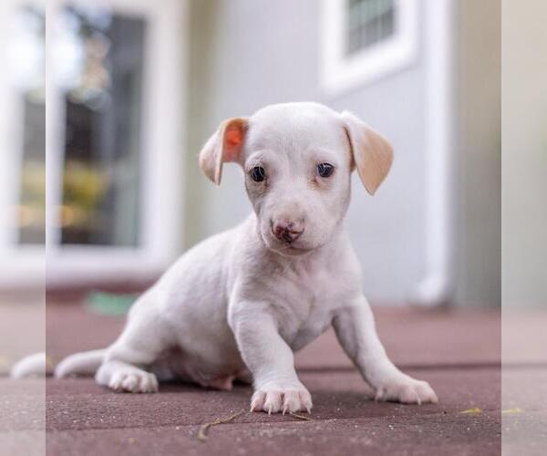 Medium Photo #3 Poodle (Miniature)-Unknown Mix Puppy For Sale in San Diego, CA, USA
