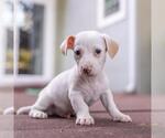 Small #2 Poodle (Miniature) Mix