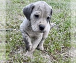 Puppy Paws Daniff