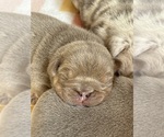 Puppy Brownie English Bulldog