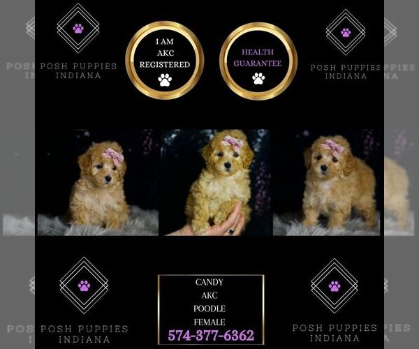 Medium Photo #39 Poodle (Miniature) Puppy For Sale in WARSAW, IN, USA