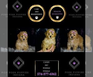 Medium Poodle (Miniature)
