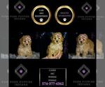 Puppy Candy AKC Poodle (Miniature)