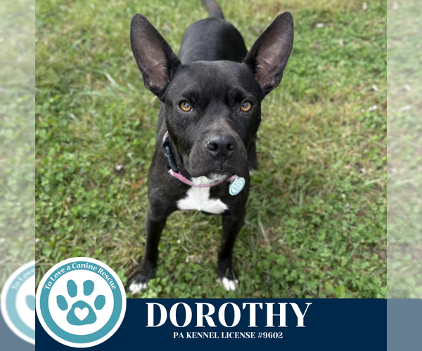 Medium Photo #1 American Pit Bull Terrier-Unknown Mix Puppy For Sale in Kimberton, PA, USA