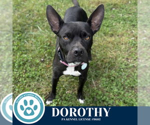 American Pit Bull Terrier-Unknown Mix Dogs for adoption in Kimberton, PA, USA