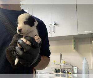 Border Collie-Unknown Mix Dogs for adoption in Visalia, CA, USA