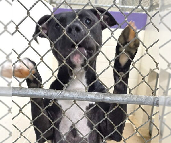 Medium Photo #2  Puppy For Sale in , 