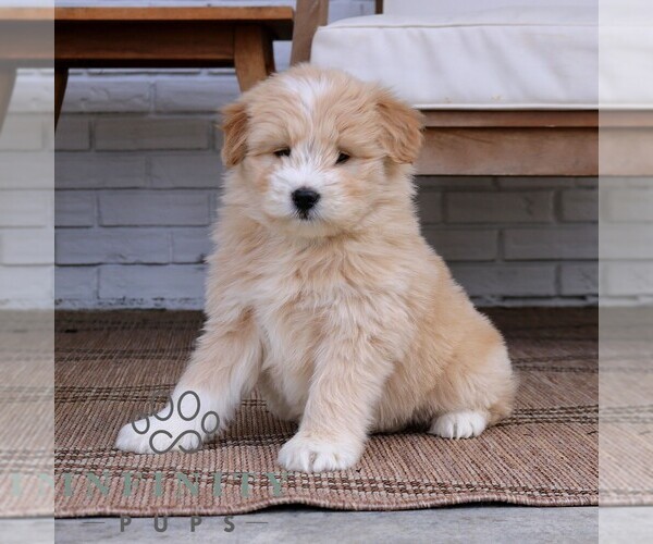 Medium Photo #2 Goldendoodle-Samoyed Mix Puppy For Sale in PARADISE, PA, USA
