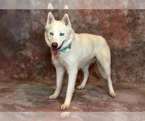 Siberian Husky Dogs for adoption in West Valley, UT, USA