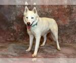 Small Siberian Husky