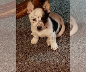 Cowboy Corgi Puppy for sale in BRIGGSDALE, CO, USA