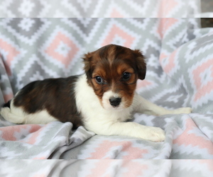 Cavalier King Charles Spaniel-Jack Russell Terrier Mix Puppy for sale in SHILOH, OH, USA
