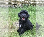 Small Photo #2 Poodle (Miniature) Puppy For Sale in STANTON, MI, USA