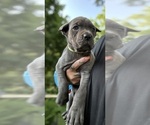 Small #2 Cane Corso