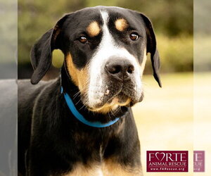 Milton - Male Greater Swiss Mountain Dog Dog for Adoption - Photo #13