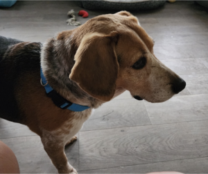 Lena - Female Beagle Dog for Adoption - Photo #2
