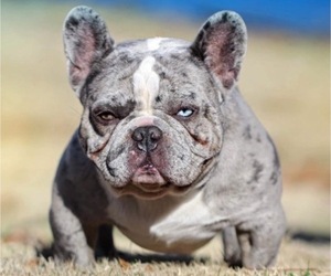 Father of the French Bulldog puppies born on 01/23/2023