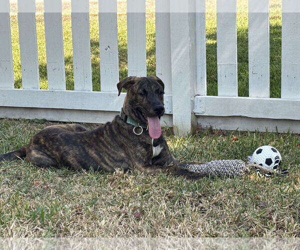 Medium Photo #5 Plott Hound Puppy For Sale in Rosenberg, TX, USA