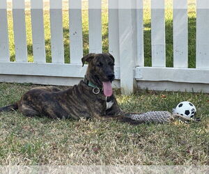 Jekyll - Male Plott Hound Dog for Adoption - Photo #5