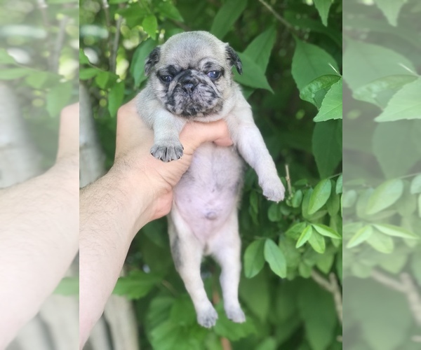 Medium Photo #4 Pug Puppy For Sale in DEARBORN HEIGHTS, MI, USA