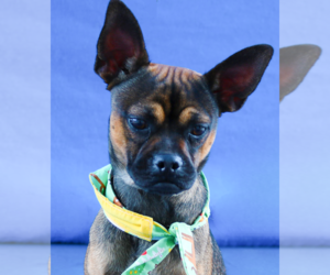 Pug Dogs for adoption in Pasadena, CA, USA