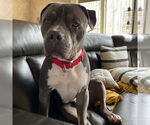 Small #17 American Pit Bull Terrier Mix