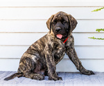 Small #7 Mastiff
