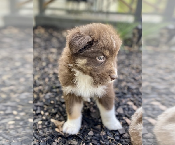 Medium Photo #18 Miniature Australian Shepherd Puppy For Sale in WHITEWATER, MO, USA
