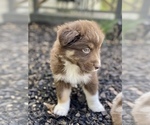 Small Photo #18 Miniature Australian Shepherd Puppy For Sale in WHITEWATER, MO, USA