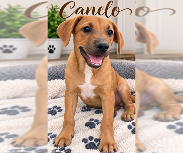 Medium Photo #3 Black Mouth Cur-Labrador Retriever Mix Puppy For Sale in MIDWAY, UT, USA