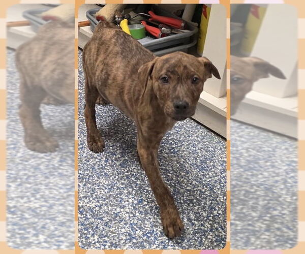 Medium Photo #2 American Staffordshire Terrier-Labrador Retriever Mix Puppy For Sale in Brewster, NY, USA