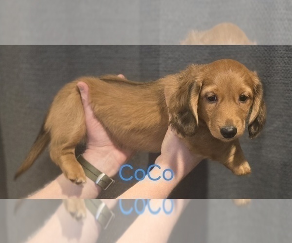Medium Photo #6 Dachshund Puppy For Sale in TOMS RIVER, NJ, USA