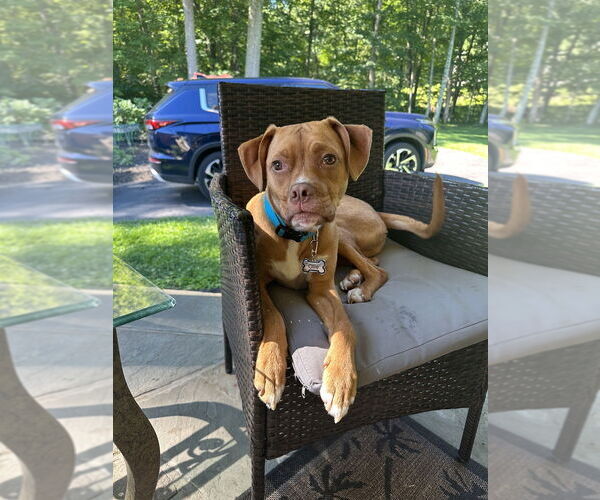 Medium Photo #3 Mutt Puppy For Sale in Brewster, NY, USA