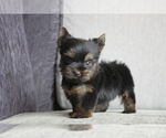 Small Photo #6 Yorkshire Terrier Puppy For Sale in CHICAGO, IL, USA