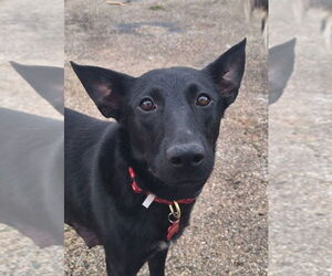 Mutt Dogs for adoption in Aurora, IN, USA