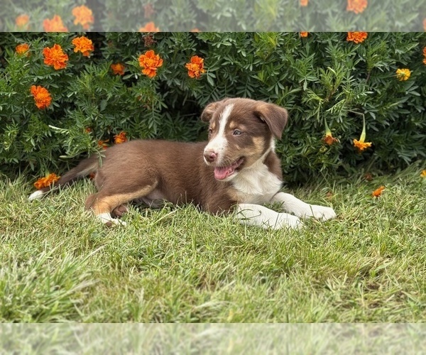 Medium Photo #4 Border Collie-Bordoodle Mix Puppy For Sale in AMES, IA, USA