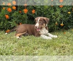 Small #3 Border Collie-Bordoodle Mix